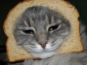  always trust gatos with sandwiches