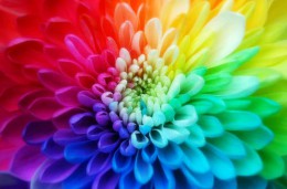  colorful flor