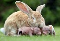 Bunny and Pigs             - animals photo