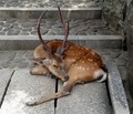Deer              - animals photo