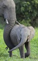 Elephants           - animals photo