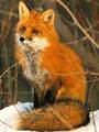 Fox                 - animals photo