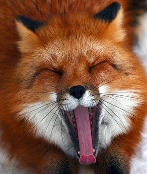  vos, fox