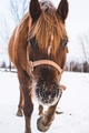 Horse               - animals photo