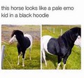 Horse       - random photo