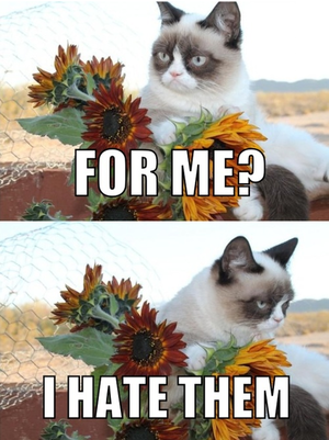  Mad cat doesn't like flowers