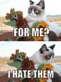 Mad cat doesn't like flowers - random photo