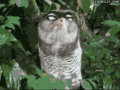 Owl                  - random photo