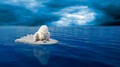 Polar Bear  - animals photo