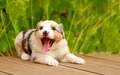 Puppy            - dogs photo
