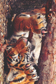 Tiger            - animals photo