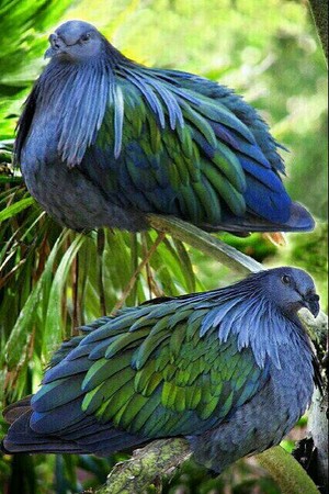  beautiful birds