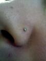 my nose ring when i first got it - piercings photo