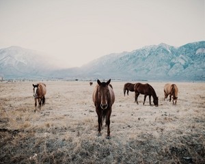     Horses ♥
