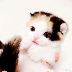  Baby Kitten