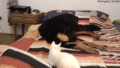 Cat and Dog  - random photo
