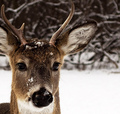Deer                 - animals photo
