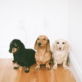 Dogs               - dogs photo