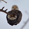 Eagle              - animals photo