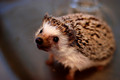 Hedgehog      - animals photo
