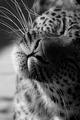 Jaguar           - animals photo