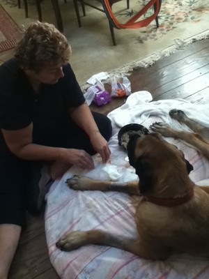  Mom spoon feeding the dog after GDV surgury