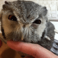 Owl            - random photo