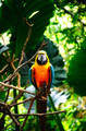 Parrot        - animals photo