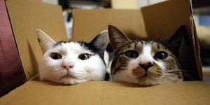  TWO mèo STRESS
