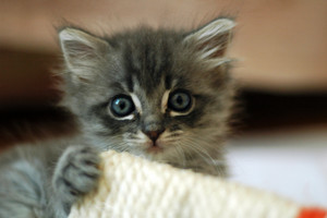  cute kitty