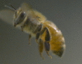 Bee                   - animals photo