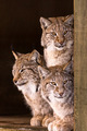 Bobcats        - animals photo