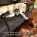 Cat and Dogs  - random photo