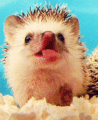 Hedgehog      - animals photo