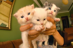 Kittens        