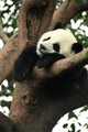 Panda            - animals photo