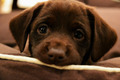 Puppy                - dogs photo