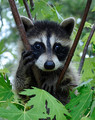 Raccoon    - animals photo