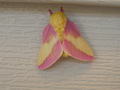 Rosy Maple Moth - animals photo