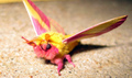 Rosy Maple Moth - animals photo