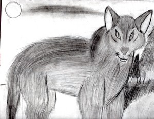 wolf Drawing CM