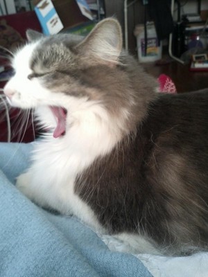  Yawning Cat!