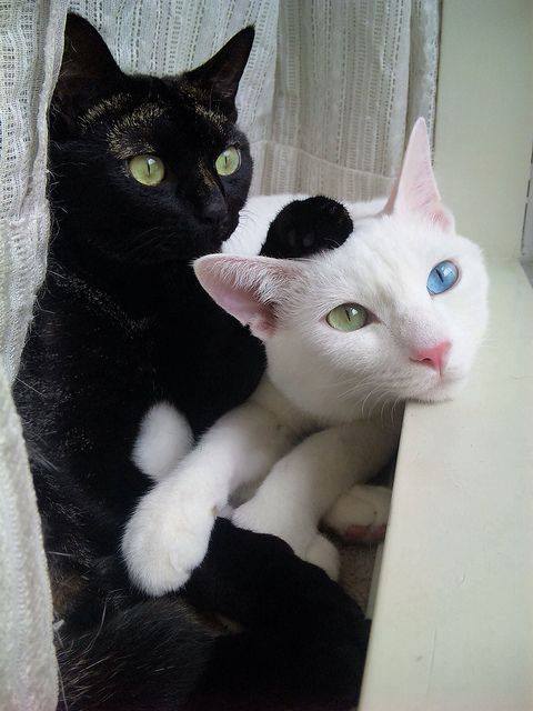 Gambar Kucing Black And White : Gambar Kucing Keren Dan Lucu Pakai