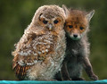 Baby Fox and Owl  - animals photo