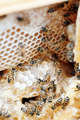 Bees            - animals photo