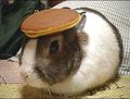 Bunny Pancake - random photo