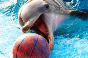  delfín
