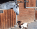 Horse and Goat  - random photo