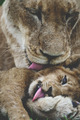 Lions             - animals photo