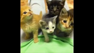 Lot of kittens :)